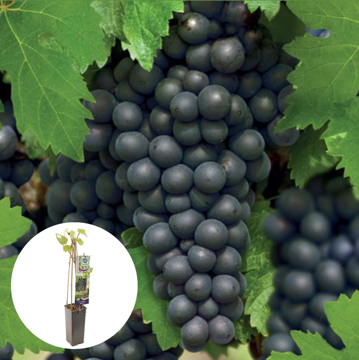 Blauwe tafeldruif Regent