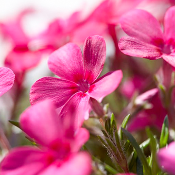 Phlox Atropurpurea Phlox Atropurpurea