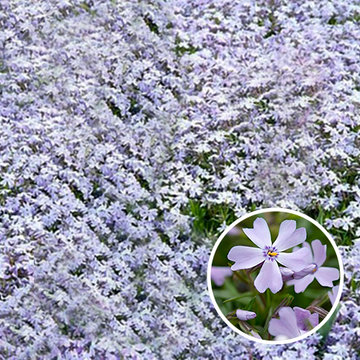Phlox Emerald Cushion Blue  Phlox Emerald Cushion Blue