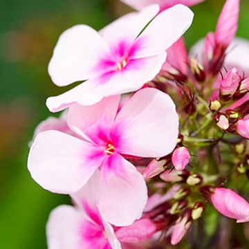 Phlox Bright Eyes  Phlox Bright Eyes