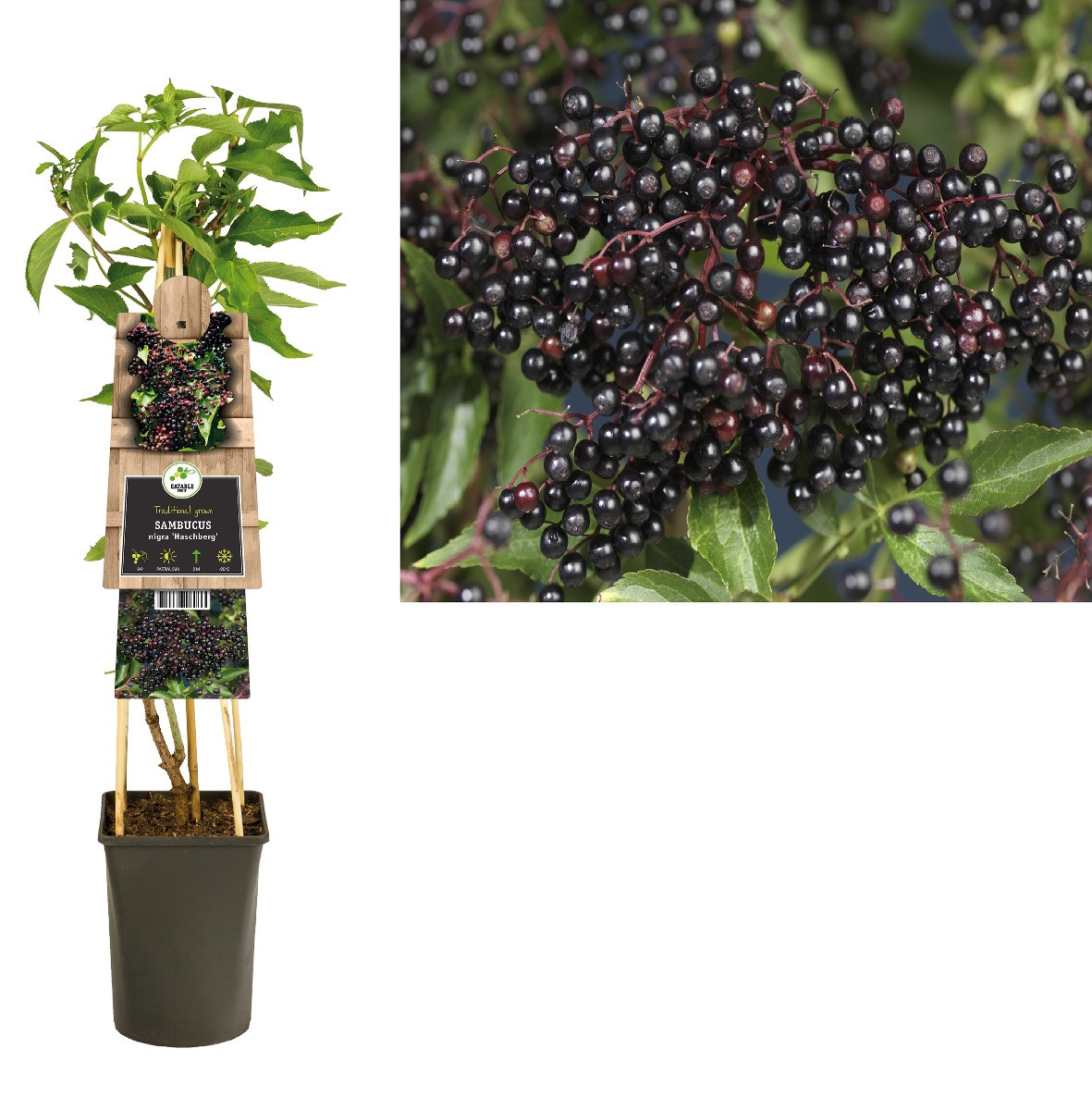 Vlierbes ‘Haschberg’ - Sambucus nigra 'Haschberg'