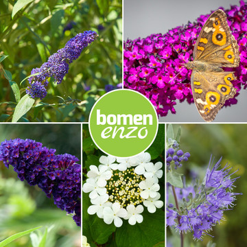 Vlinder planten mix Vlinder planten mix