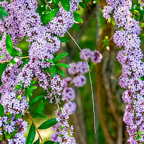	 Buddleja alternifolia