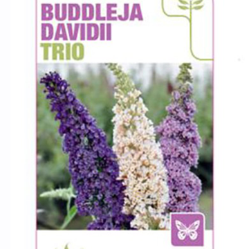 Vlinderstruik Buzz Trio Vlinderstruik Buzz Trio