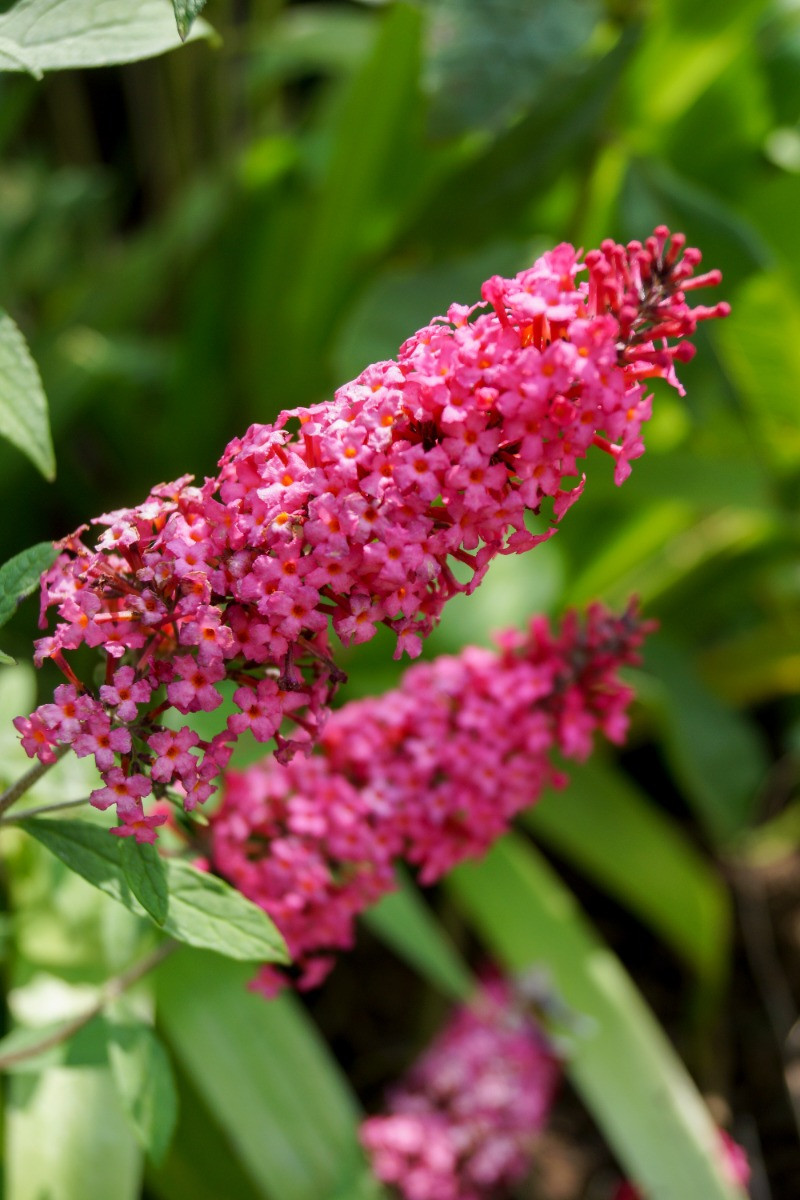 Vlinderstruik Prince Charming