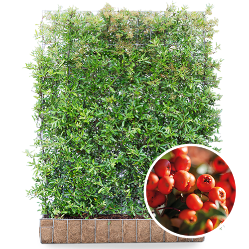 Vuurdoorn kant en klaarhaag