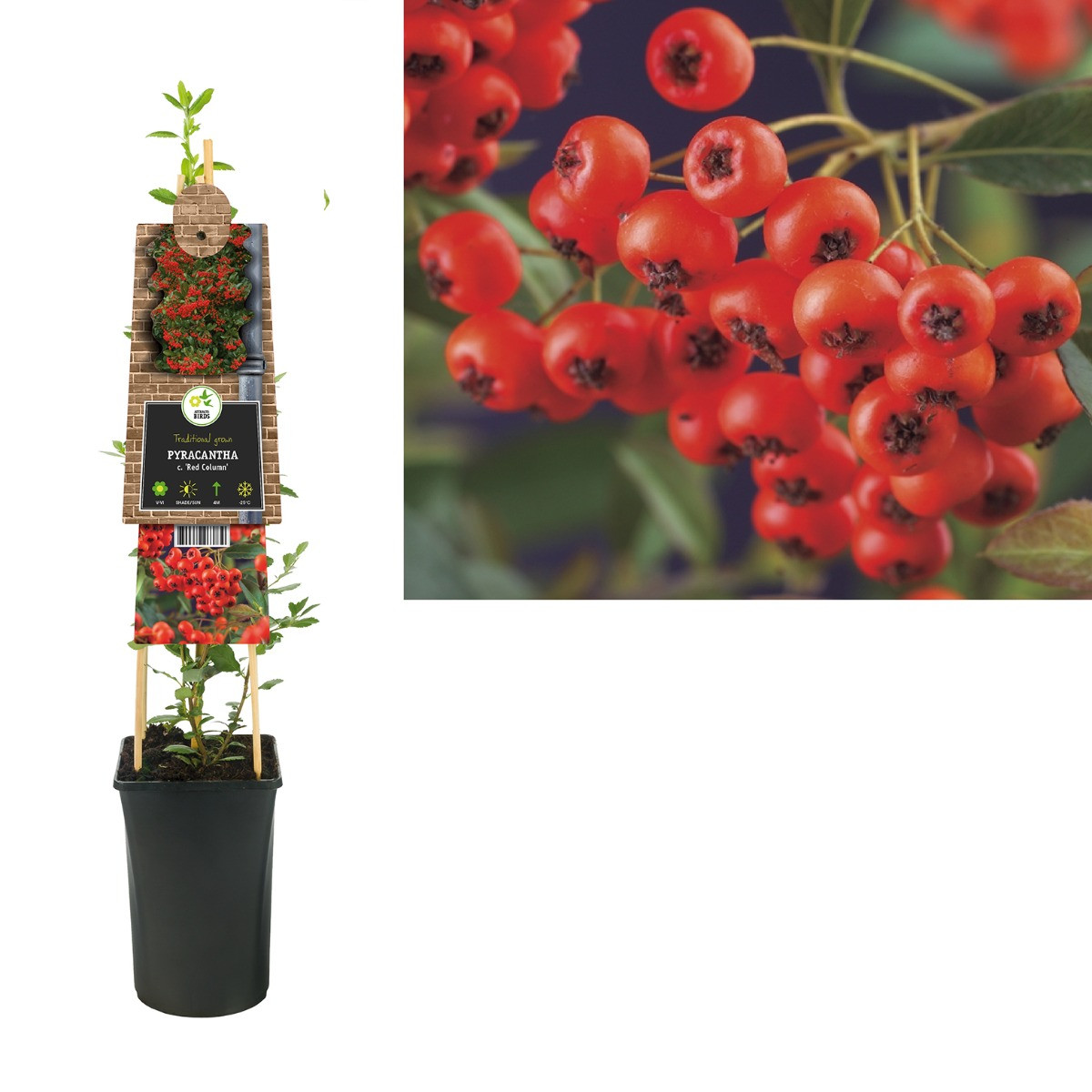 Vuurdoorn ‘Red Column’