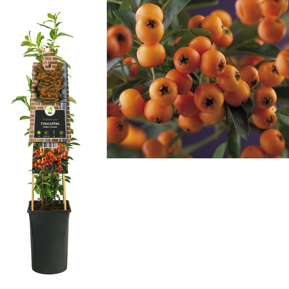 Vuurdoorn ‘Golden Charmer’