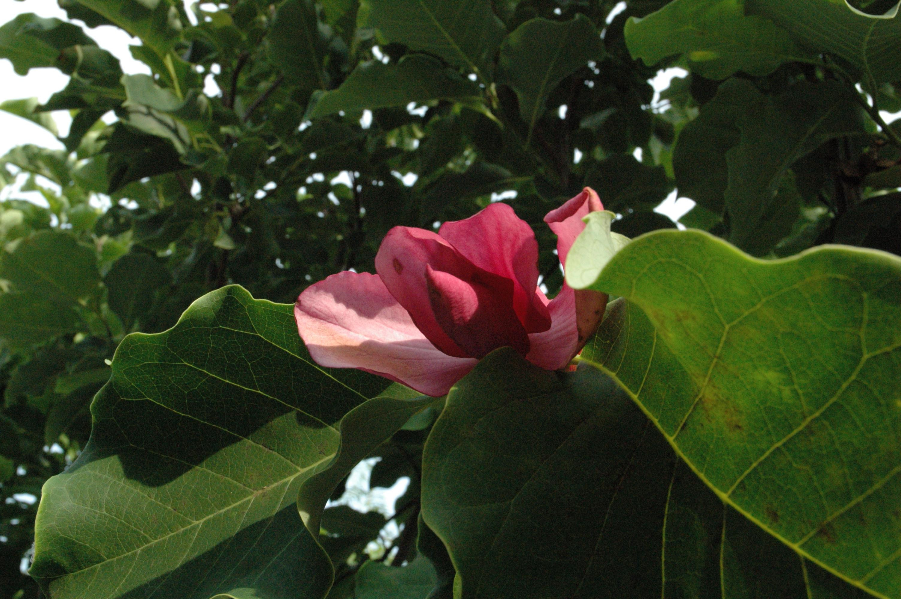 Magnolia Galaxy
