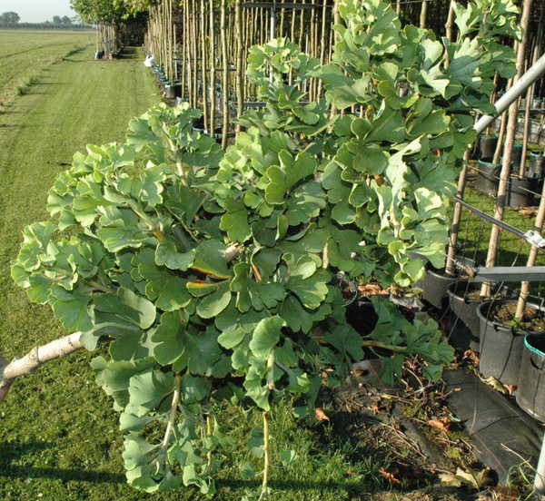 Ginkgo Bilobo Mariken