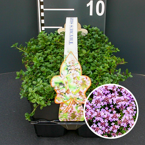 Thymus serpyllum 