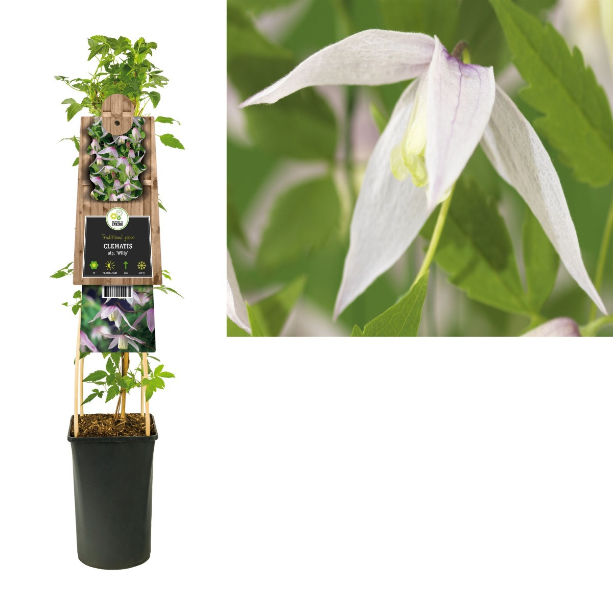 Clematis alpina Willy