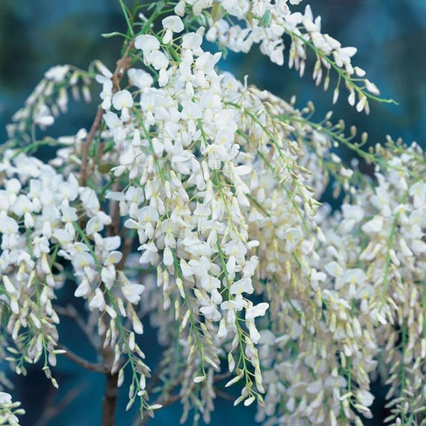 Wisteria floribunda 'Alba' | Blaue Regen