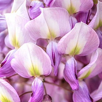 Blauwe Regen Amethyst Falls  Blauwe Regen Amethyst Falls