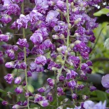 Blauwe Regen Black Dragon Blauwe Regen Black Dragon