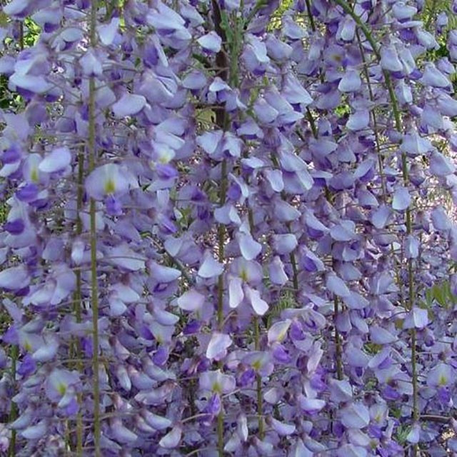 Wisteria floribunda Macrobotys