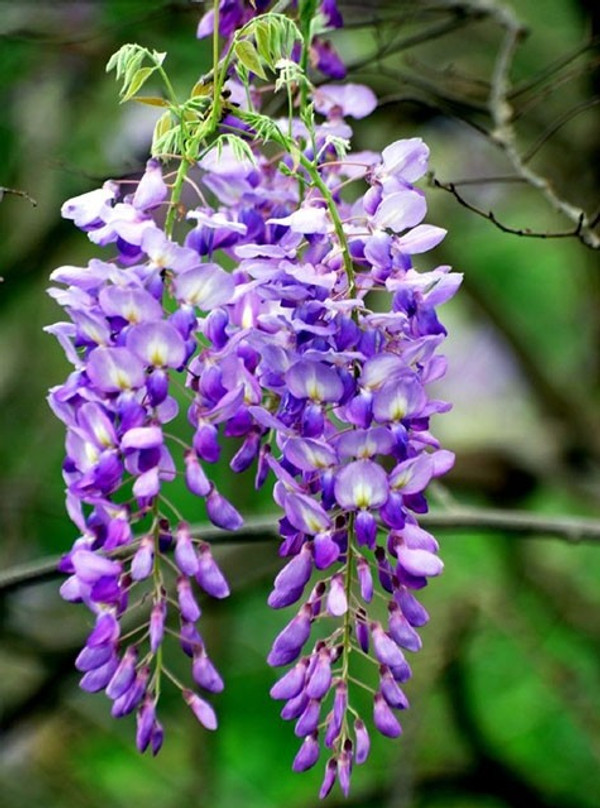 Wisteria sinensis 'Prematura' | Blau Regen