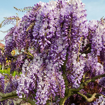 Blauwe regen Prolific Blauwe regen Prolific