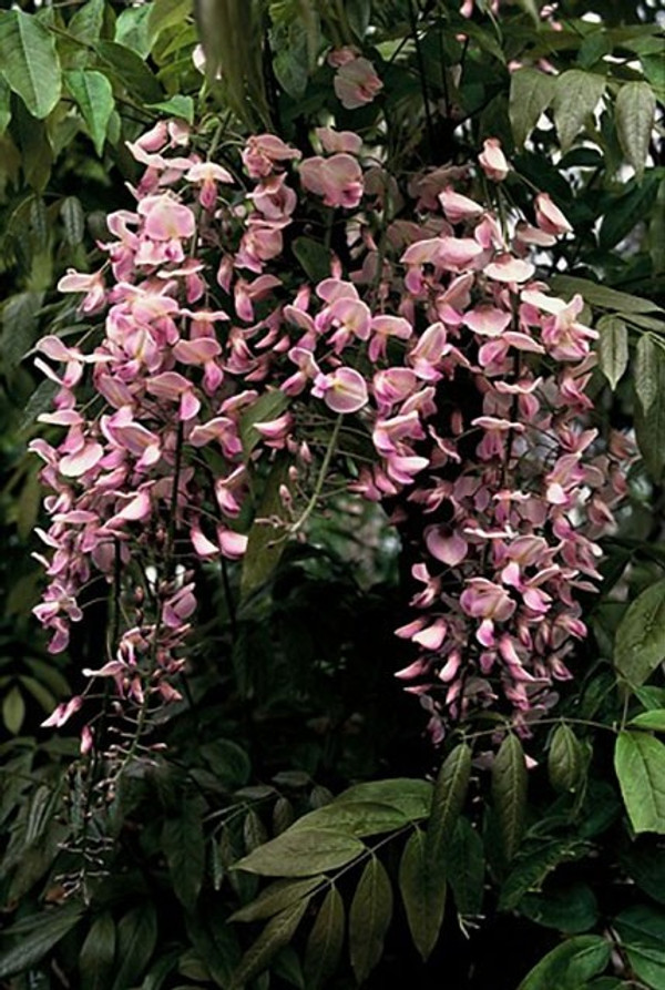 Wisteria floribunda 'Rosea' | Blauregen | Baumschuleonline