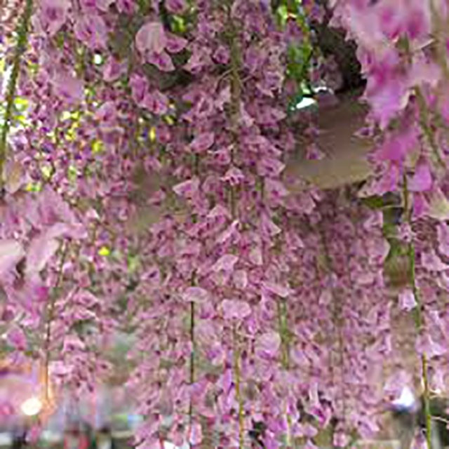Blauwe regen Rosea 