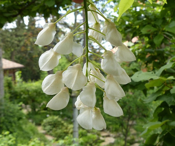 Wisteria brachybotrys 'Shiro Kapitan Fuji' | Blaue Regen
