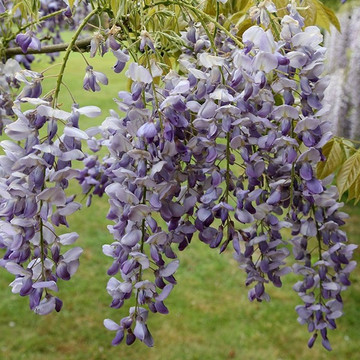 Blauwe regen Sinensis Blauwe regen Sinensis