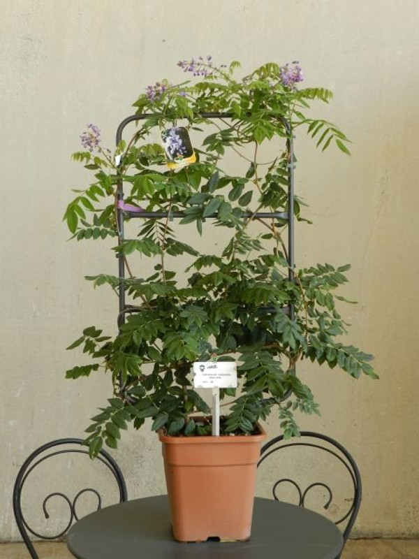 Wisteria brachybotrys Yokohama Fuji | Blau Regen