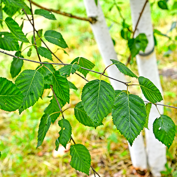 Witte berk Witte berk