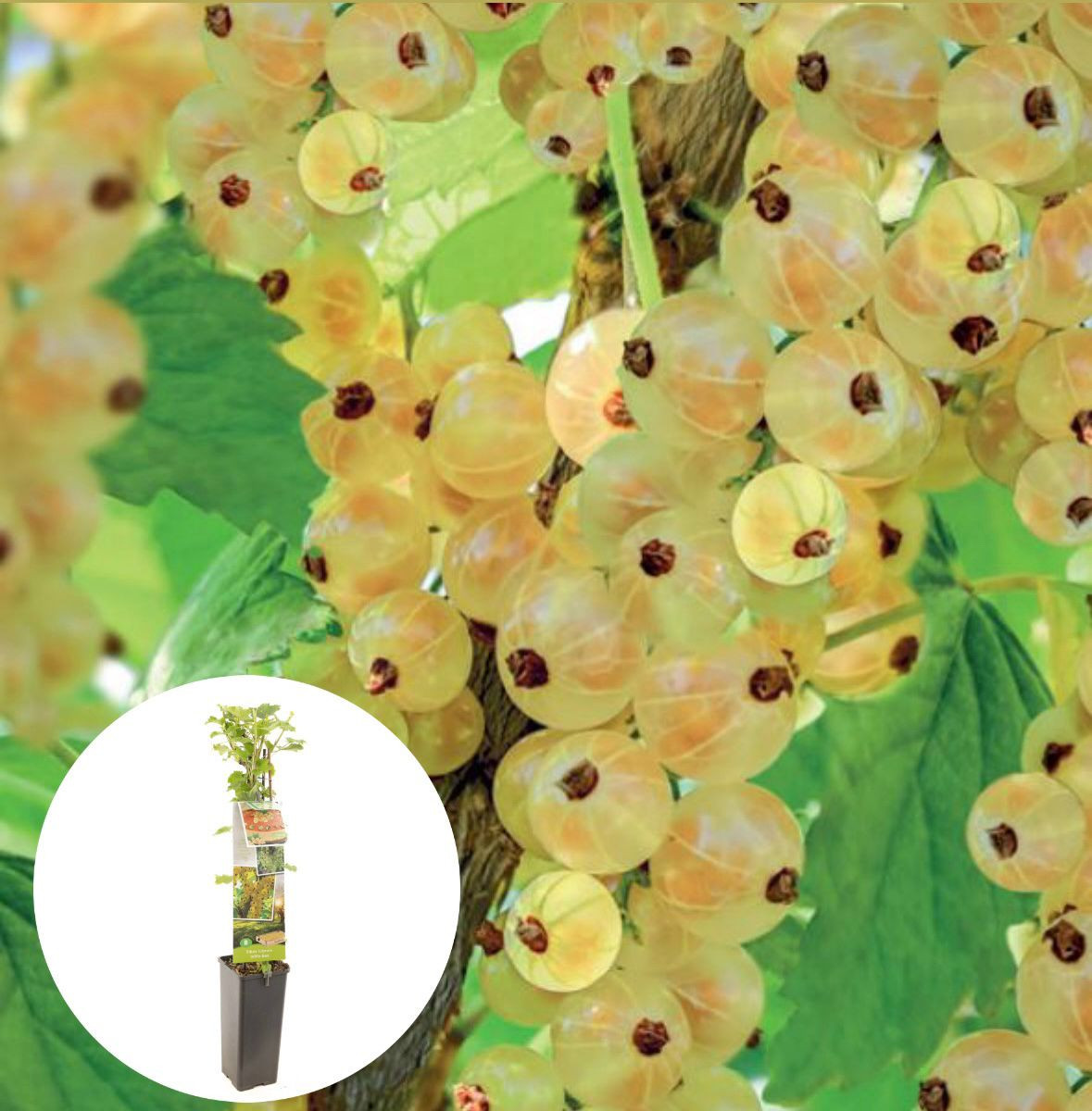 Witte bes Ribes rubrum
