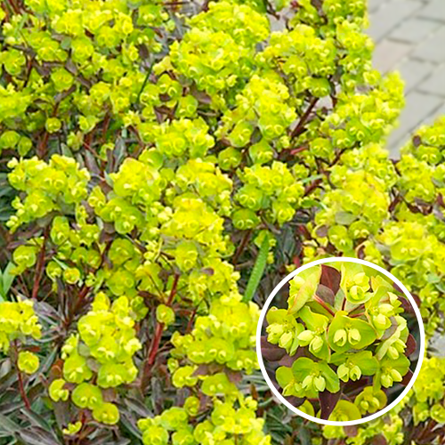 Wolfsmelk Purpurea P9