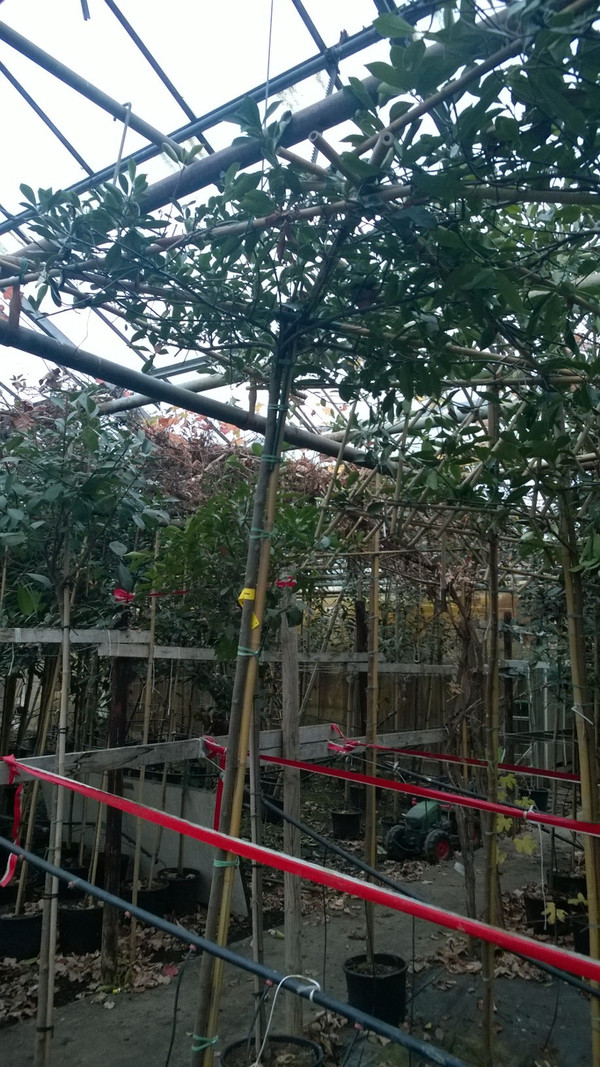 Glanzmispel Dachform | Photinia fraseri Red Robin | Baumschuleonline