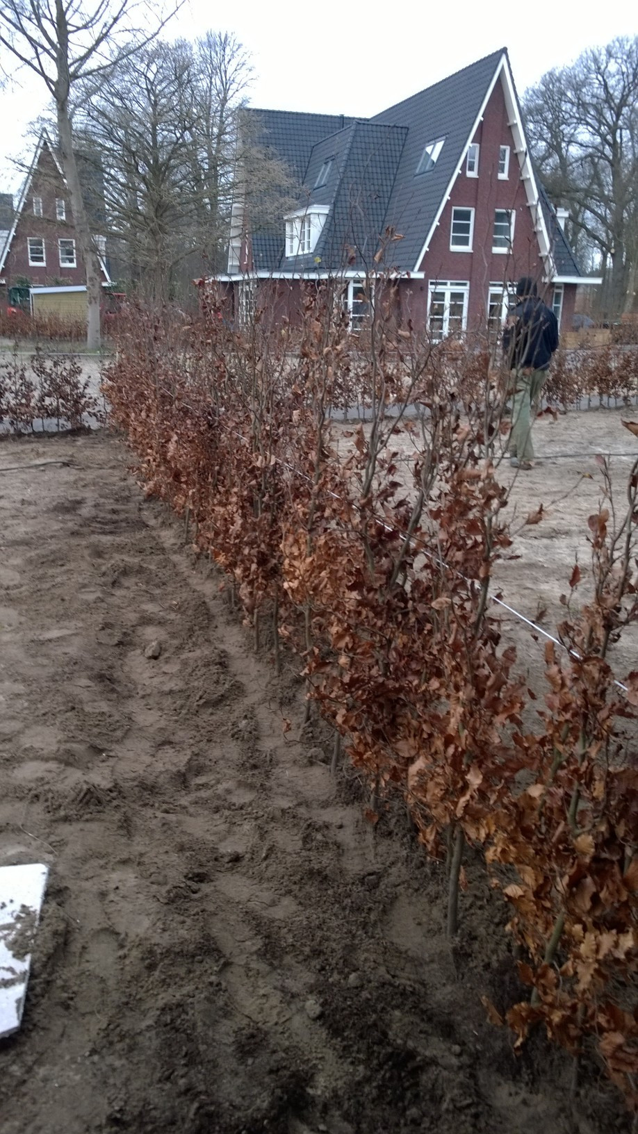 Aanplantservice Beukenhaag