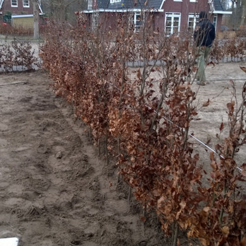 Aanplantservice Beukenhaag Aanplantservice Beukenhaag