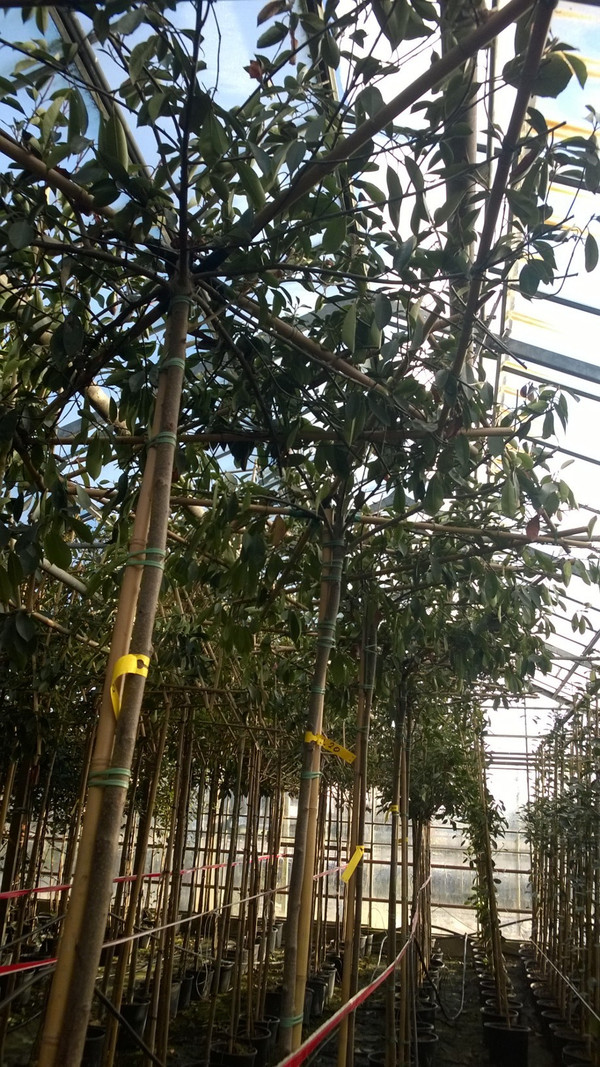 Glanzmispel Dachform | Photinia fraseri Red Robin | Baumschuleonline