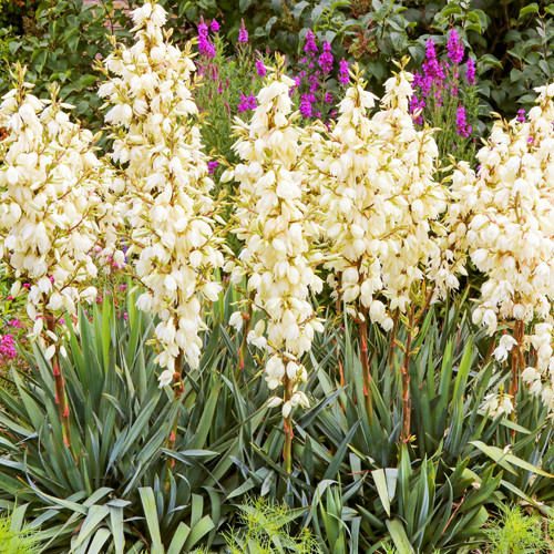 Yucca filamentosa 