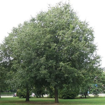 Zürgelbaum Zürgelbaum