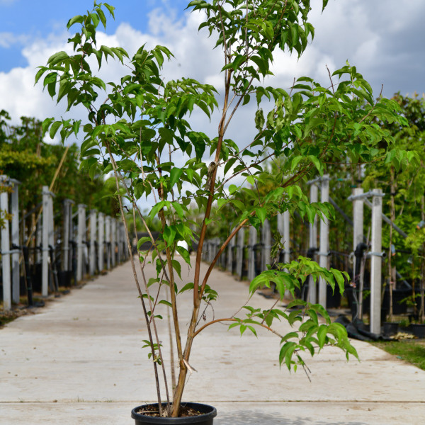Sieben Shne des Himmels Strauch Mehrstmmig | Heptacodium miconioides |  Baumschuleonline.de