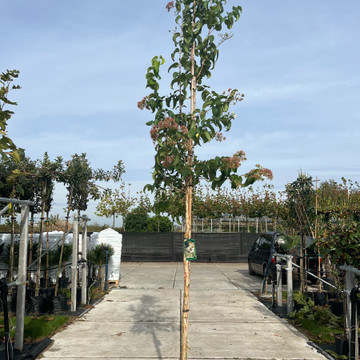 Zevenzonenboom  Zevenzonenboom