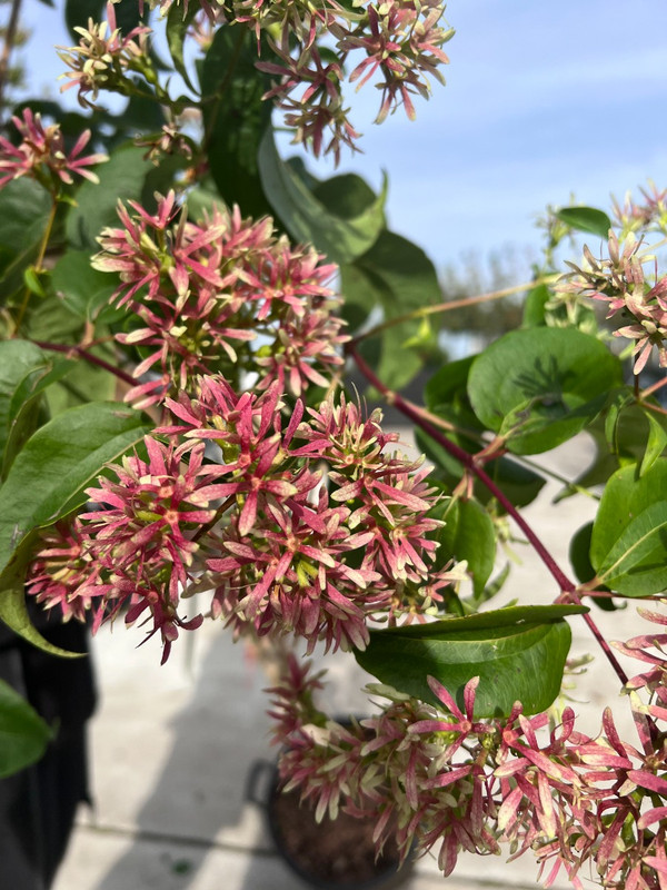 Sieben Shne des Himmels Baum| Heptacodium miconioides | Baumschuleonline
