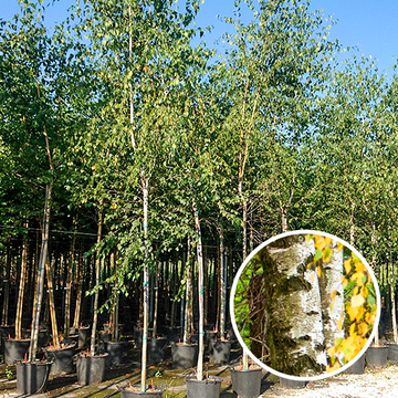 Sandbirke / Weißbirke Sandbirke / Weißbirke