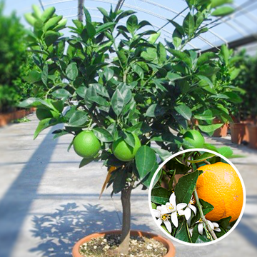 Orangenbaum Sinensis Orangenbaum Sinensis