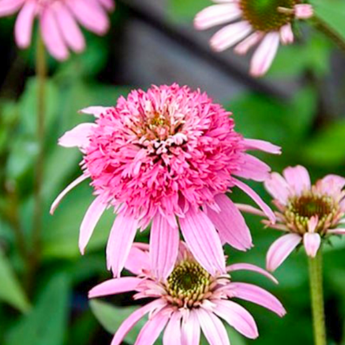 Echinacea 'Pink Double Delight'