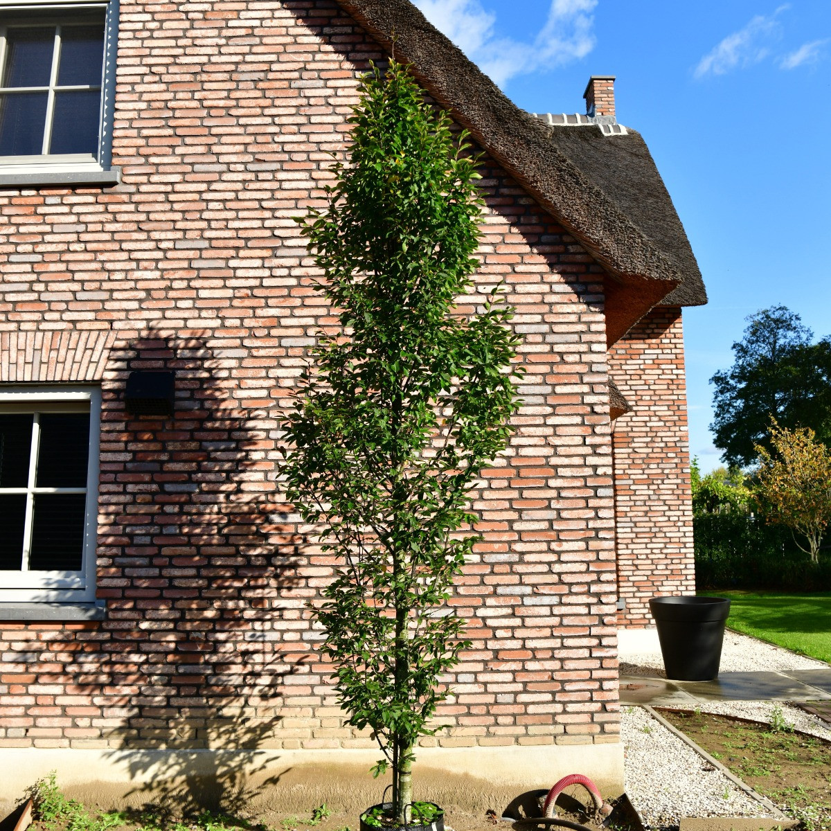 Carpinus betulus Fastigiata