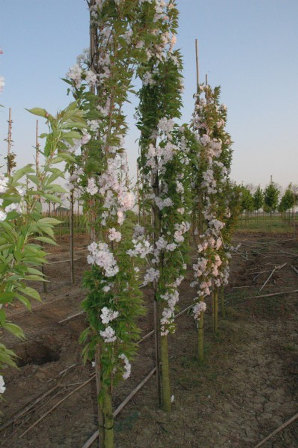 Japanische Saulenkirsche | Prunus serrulata 'Amanogawa' | Direkt aus  unserer eigenen Grtnerei!