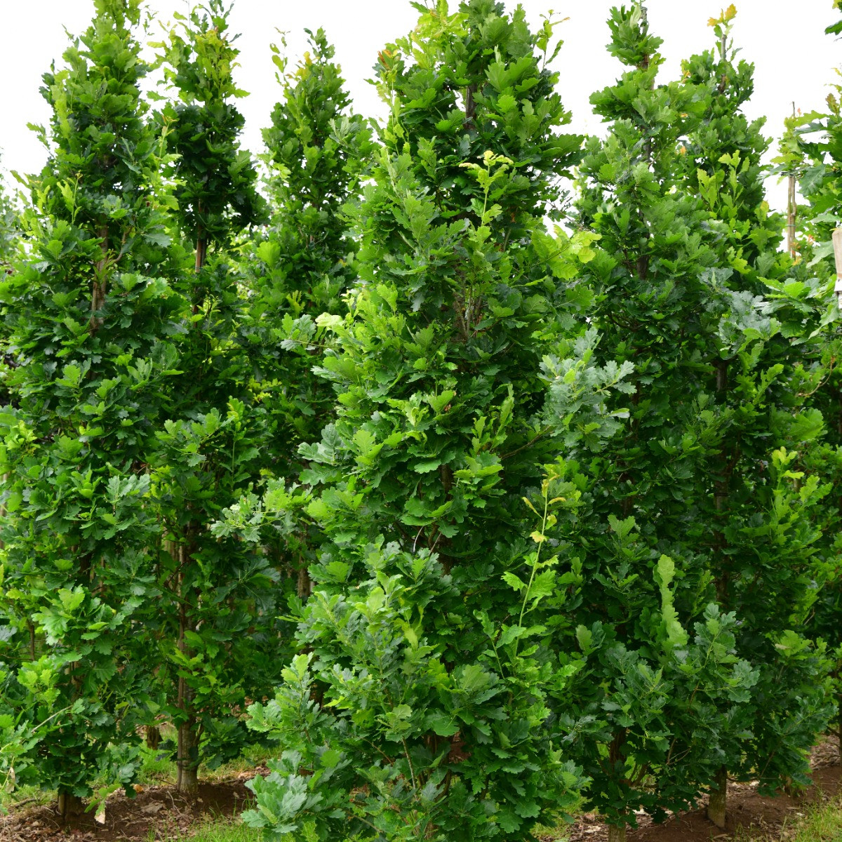 Quercus robur 'Fastigiate Koster