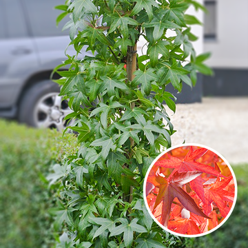 Zuilvormige Amberboom Zuilvormige Amberboom
