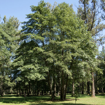schwarzerle - Alnus Glutinosa schwarzerle - Alnus Glutinosa