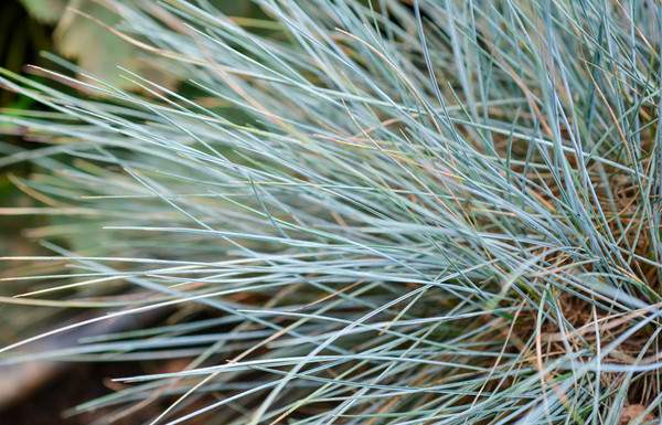 Festuca glaucah 'Elijah Blue' detail 