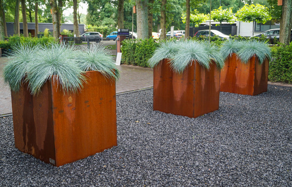Festuca glauca Elijah Blue
