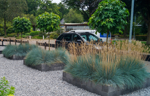 Festuca glaucah Garten